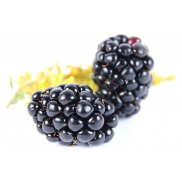Brombeere Liquid